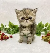 エキゾチックショートヘア【愛知県・女の子・2021年8月31日・ブラウンタビー】の写真1「30日迄の限定掲載！ぶさかわエキゾ顔で成長が楽しみです❤️」