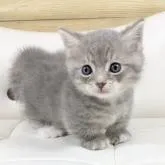 マンチカン(短足)【愛知県・男の子・2022年9月15日・ブルータビー⭐️(ショート)】の写真1「11月5日」