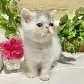 エキゾチックショートヘア【愛知県・女の子・2023年7月5日・ブルータビー/ホワイト】の写真1