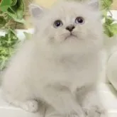 サイベリアン【愛知県・女の子・2023年8月10日・ブルーポイント】の写真1