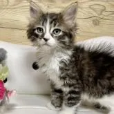 サイベリアン【愛知県・男の子・2023年1月21日・ブラウンマッカレルタビー&ホワイト】の写真1