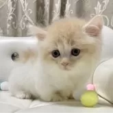 マンチカン(短足)【愛知県・男の子・2024年9月1日・クリームタビー/ホワイト】の写真1