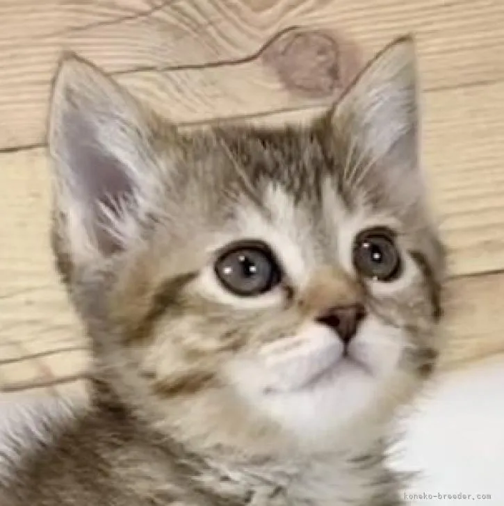 ID：2210-00231の子猫