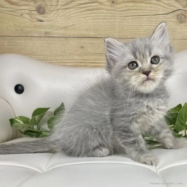 ID：2211-00416の子猫