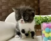 エキゾチックショートヘア【愛知県・女の子・2024年2月19日・ブラック/ホワイト(ショート)】の写真2