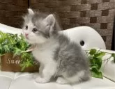 サイベリアン【愛知県・男の子・2024年1月13日・ブルータビー/ホワイト】の写真2