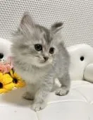 サイベリアン【愛知県・女の子・2022年4月13日・シルバータビー&ホワイト⭐️】の写真2