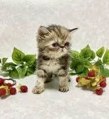 エキゾチックショートヘア【愛知県・女の子・2021年8月31日・ブラウンタビー】の写真3