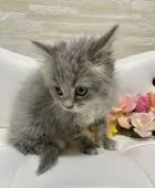 サイベリアン【愛知県・女の子・2022年4月20日・ブルータビー⭐️⭐️⭐️】の写真3