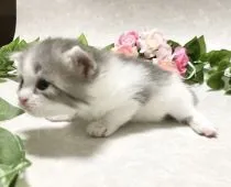 サイベリアン【愛知県・男の子・2020年11月4日・ブルータビー&ホワイト】の写真4