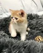 エキゾチックショートヘア【愛知県・男の子・2019年12月30日・レッドタビー&ホワイト(ショートヘア)】の写真4