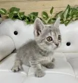 マンチカン(短足)【愛知県・女の子・2022年8月8日・ブルータビー⭐️】の写真4