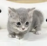 マンチカン(短足)【愛知県・男の子・2022年9月15日・ブルータビー⭐️(ショート)】の写真4