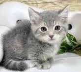 マンチカン(短足)【愛知県・男の子・2022年9月15日・ブルータビー⭐️(ショート)】の写真5