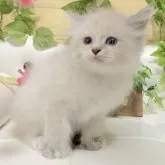 サイベリアン【愛知県・女の子・2023年8月10日・ブルーポイント】の写真5