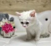 サイベリアン【愛知県・女の子・2023年1月21日・スモークダイリュートキャリコ】の写真5