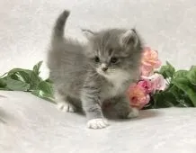 サイベリアン【愛知県・男の子・2020年12月12日・ブルータビー&ホワイト】の写真5