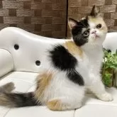 エキゾチックショートヘア【愛知県・女の子・2025年5月3日・キャリコ⭐️】の写真10