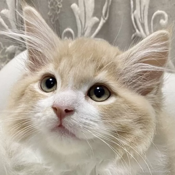 M.T 様のお迎えした子猫