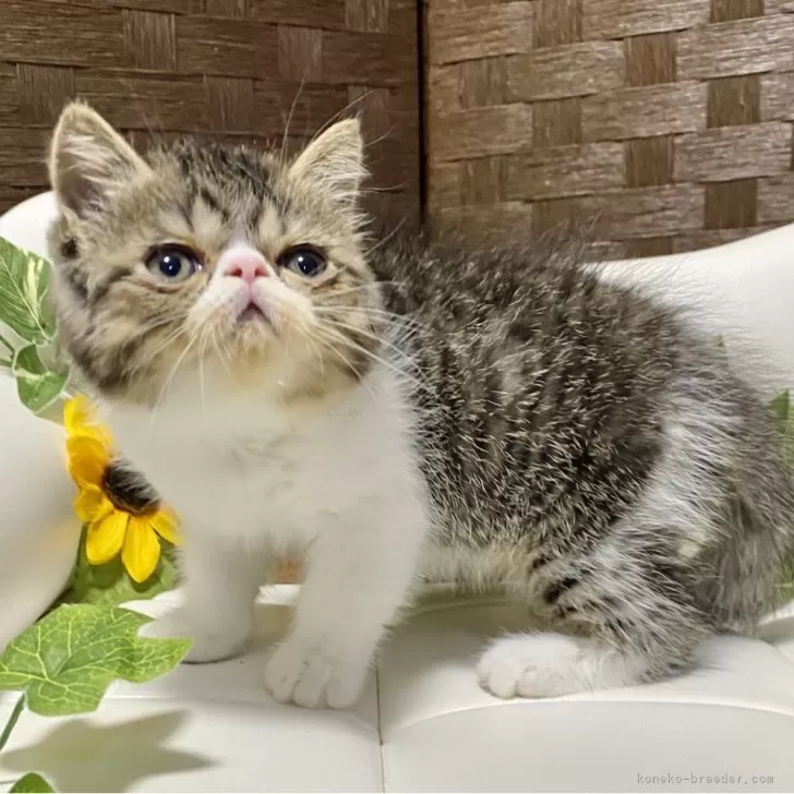 ID：2506-00022の子猫