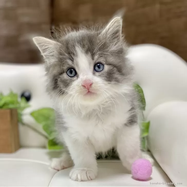 ID:2504-00450の子猫