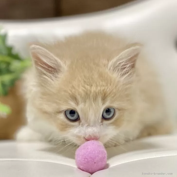 く 様のお迎えした子猫