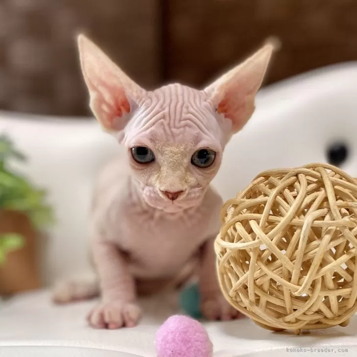 ID:2503-00199の子猫