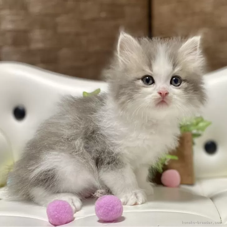 ID:2503-02570の子猫
