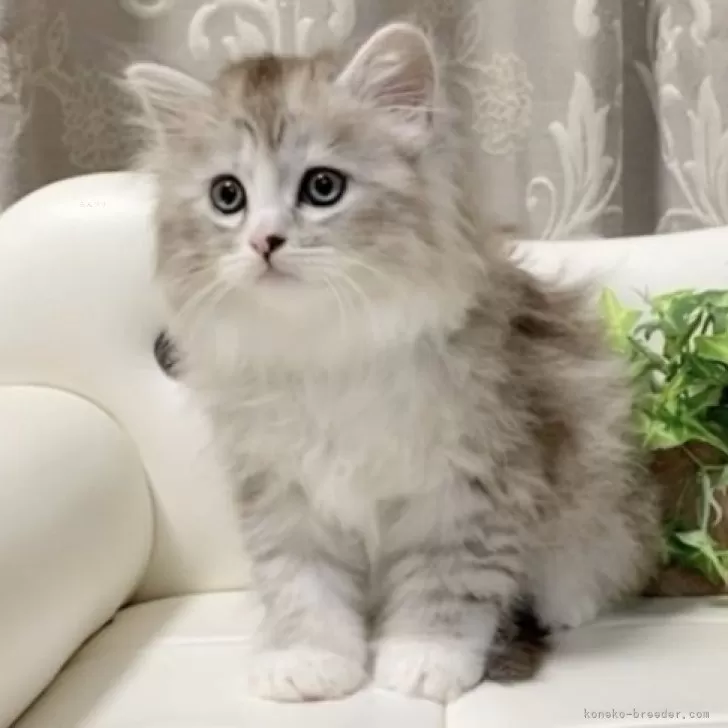 ID：2412-01012の子猫