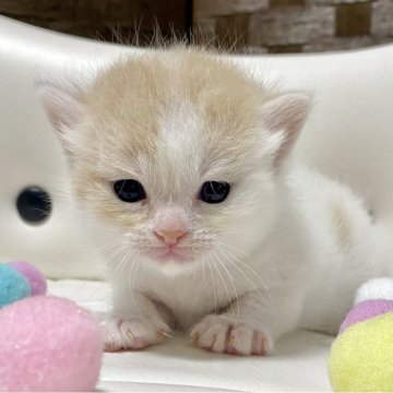 マンチカン(長足)【愛知県・男の子・2025年7月12日・クリームタビー/ホワイト】の写真「本当に可愛いですよ❤️ふわふわカラー♫」