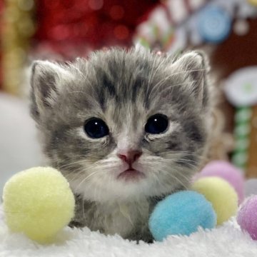 ミヌエット(短足)【愛知県・男の子・2025年11月12日・ブルータビー/ホワイト】の写真「⭐️白靴下履きの短足&とろける可愛さです⭐️」