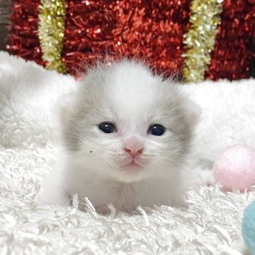 マンチカン(長足)【愛知県・女の子・2025年10月27日・ブルーホワイト】の写真「淡いスノー毛色マンチちゃんとハッピーXmasを🎄」