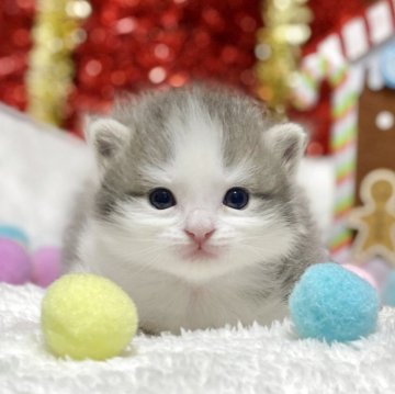 ミヌエット(長足)【愛知県・男の子・2025年11月12日・ブルータビー/ホワイト】の写真「💕かなりの癒され顔が堪りません💕」