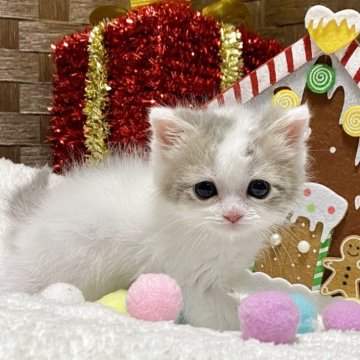 マンチカン(長足)【愛知県・女の子・2025年10月27日・ブルー/ホワイト】の写真「淡い白色系マンチちゃんと楽しいXmasを🔔」