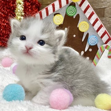 ミヌエット(長足)【愛知県・男の子・2025年11月12日・ブルータビー/ホワイト】の写真「💕かなりの癒され顔が堪りません💕」