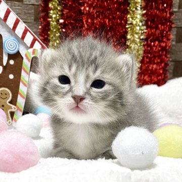 ミヌエット(長足)【愛知県・男の子・2025年11月12日・ブルータビー/ホワイト】の写真「💕人気カラーでふわふわヘアー💕」