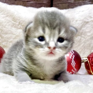 サイベリアン【愛知県・男の子・2025年10月11日・ブルータビー/ホワイト】の写真「間違いない可愛さです❤️Xmasの主役になります♫」