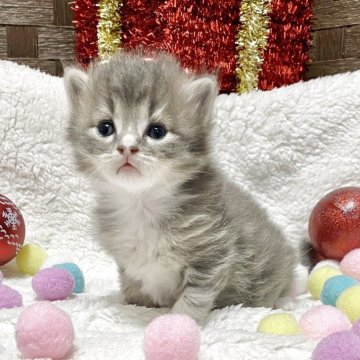 サイベリアン【愛知県・男の子・2025年10月11日・ブルータビー/ホワイト】の写真「やはり間違いない可愛さです❤️Xmasの主役です♫」