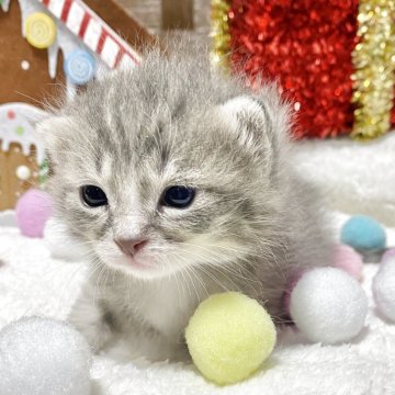 ミヌエット(長足)【愛知県・男の子・2025年11月12日・ブルータビー/ホワイト】の写真「💕人気カラーでふわふわヘアー💕」