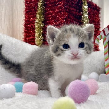 ミヌエット(長足)【愛知県・女の子・2025年11月12日・ブルーパッチドタビー/ホワイト】の写真「2026年はこの子で決まりかな、の可愛さです💕」