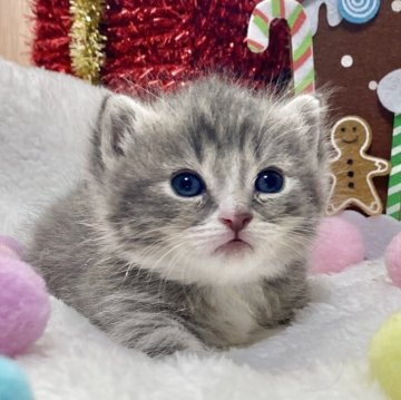 ミヌエット(短足)【愛知県・男の子・2025年11月12日・ブルータビー/ホワイト】の写真「⭐️白靴下履きの短足&とろける可愛さです⭐️」