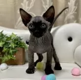 バンビーノ【愛知県・男の子・2025年1月21日・ブラック】の写真1