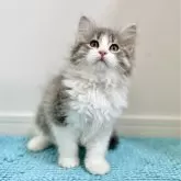 サイベリアン【愛知県・女の子・2025年1月4日・ブルータビー/ホワイト】の写真1