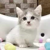マンチカン(短足)