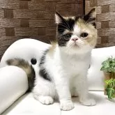 エキゾチックショートヘア【愛知県・女の子・2025年5月3日・キャリコ⭐️】の写真1