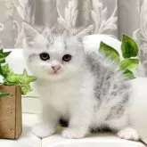 ミヌエット(長足)