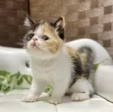 エキゾチックショートヘア