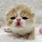 エキゾチックショートヘア