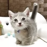 ミヌエット(短足)