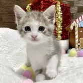 ミヌエット(長足)